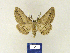  ( - BMB Lep 00240)  @14 [ ] Copyright (2011) Axel Hausmann/Bavarian State Collection of Zoology (ZSM) SNSB, Zoologische Staatssammlung Muenchen