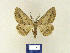  ( - BMB Lep 00241)  @13 [ ] Copyright (2011) Axel Hausmann/Bavarian State Collection of Zoology (ZSM) SNSB, Zoologische Staatssammlung Muenchen
