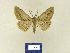  ( - BMB Lep 00242)  @13 [ ] Copyright (2011) Axel Hausmann/Bavarian State Collection of Zoology (ZSM) SNSB, Zoologische Staatssammlung Muenchen