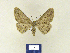  ( - BMB Lep 00243)  @13 [ ] Copyright (2011) Axel Hausmann/Bavarian State Collection of Zoology (ZSM) SNSB, Zoologische Staatssammlung Muenchen
