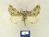  (Phaselia narynaria - BMB Lep 00244)  @13 [ ] Copyright (2011) Axel Hausmann/Bavarian State Collection of Zoology (ZSM) SNSB, Zoologische Staatssammlung Muenchen