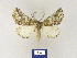  ( - BMB Lep 00245)  @13 [ ] Copyright (2011) Axel Hausmann/Bavarian State Collection of Zoology (ZSM) SNSB, Zoologische Staatssammlung Muenchen
