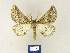  ( - BMB Lep 00246)  @13 [ ] Copyright (2011) Axel Hausmann/Bavarian State Collection of Zoology (ZSM) SNSB, Zoologische Staatssammlung Muenchen
