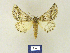  ( - BMB Lep 00248)  @11 [ ] Copyright (2011) Axel Hausmann/Bavarian State Collection of Zoology (ZSM) SNSB, Zoologische Staatssammlung Muenchen