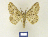  ( - BMB Lep 00251)  @14 [ ] Copyright (2011) Axel Hausmann/Bavarian State Collection of Zoology (ZSM) SNSB, Zoologische Staatssammlung Muenchen