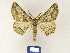  ( - BMB Lep 00252)  @14 [ ] Copyright (2011) Axel Hausmann/Bavarian State Collection of Zoology (ZSM) SNSB, Zoologische Staatssammlung Muenchen