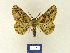  ( - BMB Lep 00254)  @13 [ ] Copyright (2011) Axel Hausmann/Bavarian State Collection of Zoology (ZSM) SNSB, Zoologische Staatssammlung Muenchen