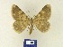  (Dicrognophos brandtorum - BMB Lep 00292)  @14 [ ] Copyright (2011) Axel Hausmann/Bavarian State Collection of Zoology (ZSM) SNSB, Zoologische Staatssammlung Muenchen