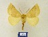  (Crocallis sylvana - BMB Lep 00303)  @13 [ ] Copyright (2011) Axel Hausmann/Bavarian State Collection of Zoology (ZSM) SNSB, Zoologische Staatssammlung Muenchen
