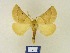  (Crocallis inexpectata cappadoica - BMB Lep 00304)  @13 [ ] Copyright (2011) Axel Hausmann/Bavarian State Collection of Zoology (ZSM) SNSB, Zoologische Staatssammlung Muenchen