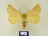  (Crocallis loebeli - BMB Lep 00307)  @14 [ ] Copyright (2011) Axel Hausmann/Bavarian State Collection of Zoology (ZSM) SNSB, Zoologische Staatssammlung Muenchen