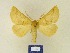  (Crocallis rothei - BMB Lep 00310)  @13 [ ] Copyright (2011) Axel Hausmann/Bavarian State Collection of Zoology (ZSM) SNSB, Zoologische Staatssammlung Muenchen
