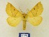 ( - BMB Lep 00318)  @11 [ ] Copyright (2011) Axel Hausmann/Bavarian State Collection of Zoology (ZSM) SNSB, Zoologische Staatssammlung Muenchen