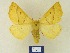  ( - BMB Lep 00319)  @11 [ ] Copyright (2011) Axel Hausmann/Bavarian State Collection of Zoology (ZSM) SNSB, Zoologische Staatssammlung Muenchen