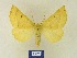 ( - BMB Lep 00320)  @11 [ ] Copyright (2011) Axel Hausmann/Bavarian State Collection of Zoology (ZSM) SNSB, Zoologische Staatssammlung Muenchen