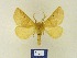  ( - BMB Lep 00324)  @13 [ ] Copyright (2011) Axel Hausmann/Bavarian State Collection of Zoology (ZSM) SNSB, Zoologische Staatssammlung Muenchen