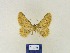  ( - BMB Lep 00325)  @12 [ ] Copyright (2011) Axel Hausmann/Bavarian State Collection of Zoology (ZSM) SNSB, Zoologische Staatssammlung Muenchen