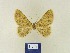  ( - BMB Lep 00326)  @12 [ ] Copyright (2011) Axel Hausmann/Bavarian State Collection of Zoology (ZSM) SNSB, Zoologische Staatssammlung Muenchen