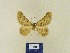  (Charissa cnestroBMIR3 - BMB Lep 00330)  @12 [ ] Copyright (2011) Axel Hausmann/Bavarian State Collection of Zoology (ZSM) SNSB, Zoologische Staatssammlung Muenchen