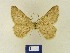  (Charissa cheleBMUz1 - BMB Lep 00333)  @11 [ ] Copyright (2011) Axel Hausmann/Bavarian State Collection of Zoology (ZSM) SNSB, Zoologische Staatssammlung Muenchen