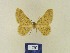  ( - BMB Lep 00335)  @12 [ ] Copyright (2011) Axel Hausmann/Bavarian State Collection of Zoology (ZSM) SNSB, Zoologische Staatssammlung Muenchen