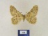  ( - BMB Lep 00337)  @12 [ ] Copyright (2011) Axel Hausmann/Bavarian State Collection of Zoology (ZSM) SNSB, Zoologische Staatssammlung Muenchen