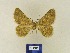  ( - BMB Lep 00338)  @12 [ ] Copyright (2011) Axel Hausmann/Bavarian State Collection of Zoology (ZSM) SNSB, Zoologische Staatssammlung Muenchen