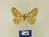  ( - BMB Lep 00339)  @12 [ ] Copyright (2011) Axel Hausmann/Bavarian State Collection of Zoology (ZSM) SNSB, Zoologische Staatssammlung Muenchen