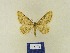  (Charissa euchroBMIR1 - BMB Lep 00341)  @13 [ ] Copyright (2011) Axel Hausmann/Bavarian State Collection of Zoology (ZSM) SNSB, Zoologische Staatssammlung Muenchen