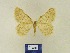  (Charissa libanotica - BMB Lep 00344)  @13 [ ] Copyright (2011) Axel Hausmann/Bavarian State Collection of Zoology (ZSM) SNSB, Zoologische Staatssammlung Muenchen