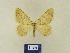  ( - BMB Lep 00345)  @13 [ ] Copyright (2011) Axel Hausmann/Bavarian State Collection of Zoology (ZSM) SNSB, Zoologische Staatssammlung Muenchen