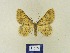  (Charissa euchroBMIR7 - BMB Lep 00346)  @13 [ ] Copyright (2011) Axel Hausmann/Bavarian State Collection of Zoology (ZSM) SNSB, Zoologische Staatssammlung Muenchen