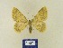  ( - BMB Lep 00347)  @13 [ ] Copyright (2011) Axel Hausmann/Bavarian State Collection of Zoology (ZSM) SNSB, Zoologische Staatssammlung Muenchen