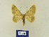  (Charissa cnestroBMIR4 - BMB Lep 00348)  @13 [ ] Copyright (2011) Axel Hausmann/Bavarian State Collection of Zoology (ZSM) SNSB, Zoologische Staatssammlung Muenchen