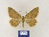  (Charissa rhipiBMUz2 - BMB Lep 00352)  @11 [ ] Copyright (2011) Axel Hausmann/Bavarian State Collection of Zoology (ZSM) SNSB, Zoologische Staatssammlung Muenchen