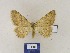  ( - BMB Lep 00353)  @11 [ ] Copyright (2011) Axel Hausmann/Bavarian State Collection of Zoology (ZSM) SNSB, Zoologische Staatssammlung Muenchen