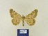  (Charissa BMMo1 - BMB Lep 00354)  @11 [ ] Copyright (2011) Axel Hausmann/Bavarian State Collection of Zoology (ZSM) SNSB, Zoologische Staatssammlung Muenchen