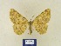  ( - BMB Lep 00356)  @11 [ ] Copyright (2011) Axel Hausmann/Bavarian State Collection of Zoology (ZSM) SNSB, Zoologische Staatssammlung Muenchen