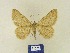  (Charissa chelobmuzb - BMB Lep 00358)  @11 [ ] Copyright (2011) Axel Hausmann/Bavarian State Collection of Zoology (ZSM) SNSB, Zoologische Staatssammlung Muenchen