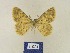  ( - BMB Lep 00362)  @11 [ ] Copyright (2011) Axel Hausmann/Bavarian State Collection of Zoology (ZSM) SNSB, Zoologische Staatssammlung Muenchen