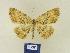  (Charissa BMTa2 - BMB Lep 00366)  @11 [ ] Copyright (2011) Axel Hausmann/Bavarian State Collection of Zoology (ZSM) SNSB, Zoologische Staatssammlung Muenchen