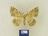  (Charissa BMTa3 - BMB Lep 00367)  @11 [ ] Copyright (2011) Axel Hausmann/Bavarian State Collection of Zoology (ZSM) SNSB, Zoologische Staatssammlung Muenchen