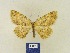  ( - BMB Lep 00368)  @11 [ ] Copyright (2011) Axel Hausmann/Bavarian State Collection of Zoology (ZSM) SNSB, Zoologische Staatssammlung Muenchen