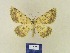  ( - BMB Lep 00369)  @11 [ ] Copyright (2011) Axel Hausmann/Bavarian State Collection of Zoology (ZSM) SNSB, Zoologische Staatssammlung Muenchen