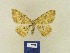  ( - BMB Lep 00370)  @11 [ ] Copyright (2011) Axel Hausmann/Bavarian State Collection of Zoology (ZSM) SNSB, Zoologische Staatssammlung Muenchen