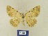 ( - BMB Lep 00371)  @11 [ ] Copyright (2011) Axel Hausmann/Bavarian State Collection of Zoology (ZSM) SNSB, Zoologische Staatssammlung Muenchen
