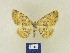  ( - BMB Lep 00372)  @11 [ ] Copyright (2011) Axel Hausmann/Bavarian State Collection of Zoology (ZSM) SNSB, Zoologische Staatssammlung Muenchen