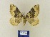  (Xanthorhoe BMCauc1 - BMB Lep 00375)  @11 [ ] Copyright (2011) Axel Hausmann/Bavarian State Collection of Zoology (ZSM) SNSB, Zoologische Staatssammlung Muenchen