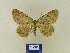  (Charissa bmcauc - BMB Lep 00394)  @11 [ ] Copyright (2011) Axel Hausmann/Bavarian State Collection of Zoology (ZSM) SNSB, Zoologische Staatssammlung Muenchen