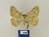  (Charissa graecaria - BMB Lep 00416)  @13 [ ] Copyright (2011) Axel Hausmann/Bavarian State Collection of Zoology (ZSM) SNSB, Zoologische Staatssammlung Muenchen